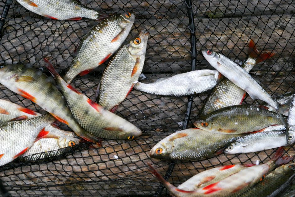 Minijoje Plungės rajone išgaišo žuvys