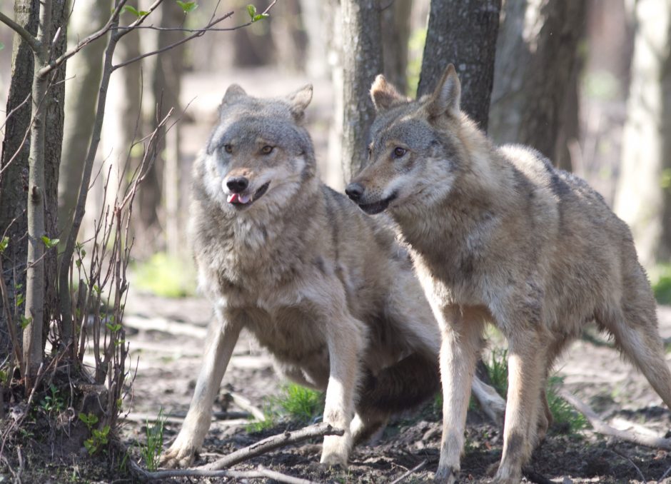 Kėdainių rajono gyventojai bijo vilkų puolimo