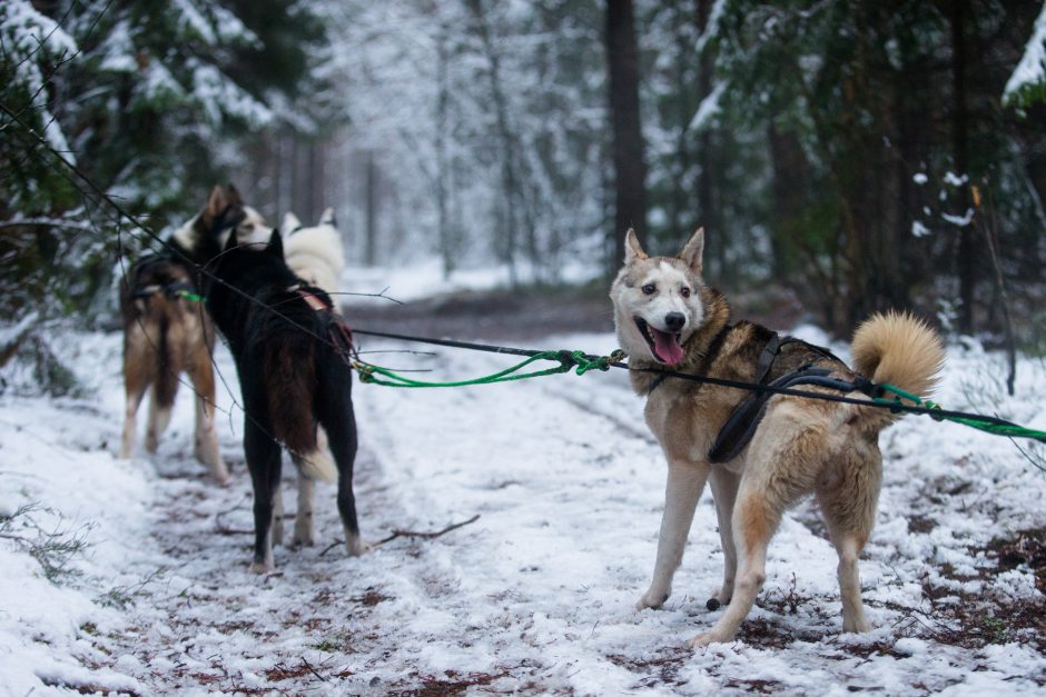 Žiemos pramogos su šunų kinkiniais