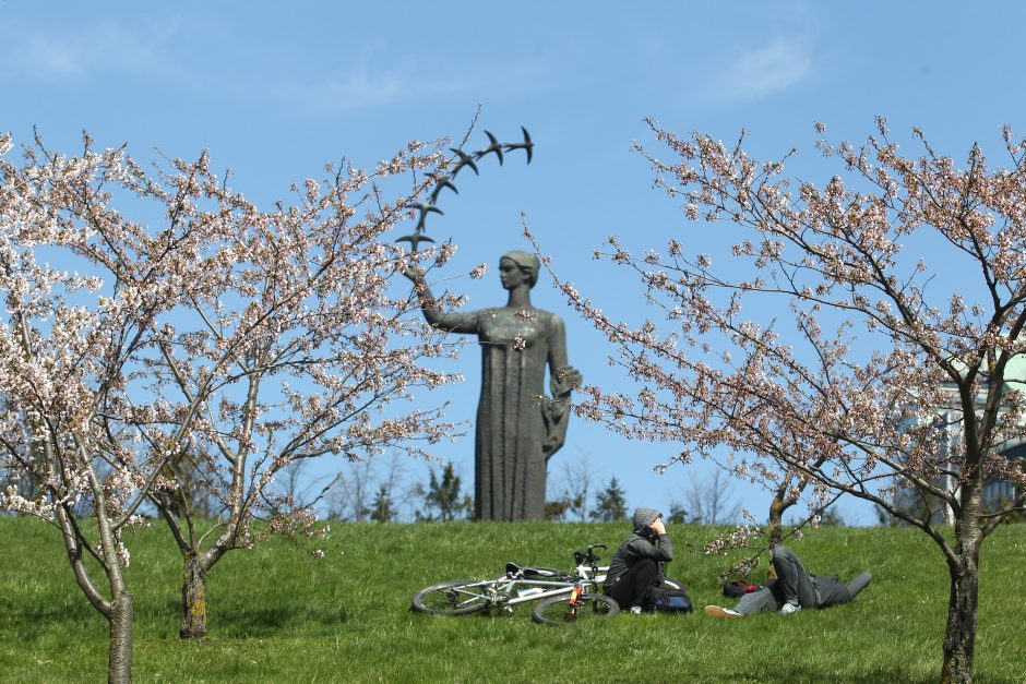 Sužydėjo Vilniaus sakuros