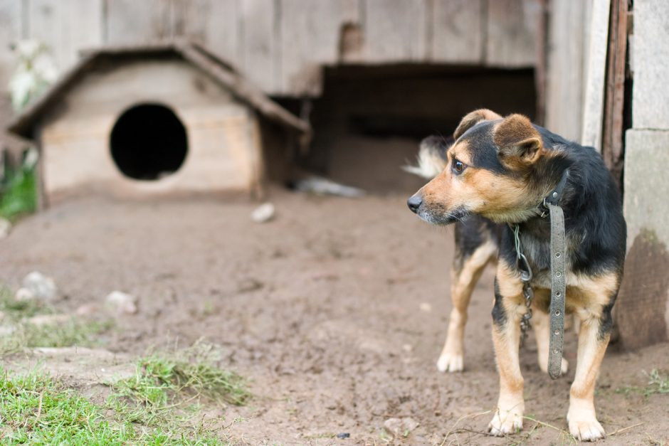 Žmonių žiaurumas: girtas alytiškis pakorė savo šunį