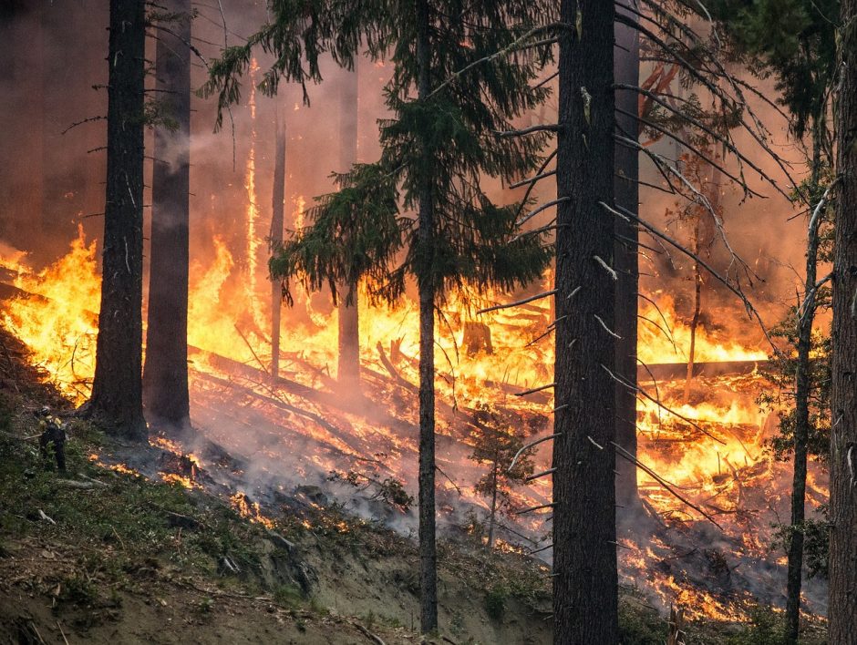 Sausra: beveik trečdalyje savivaldybių apribotas patekimas į miškus