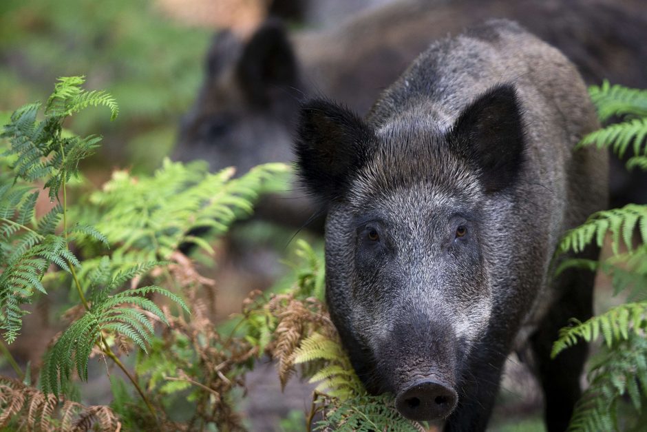 Kiaulių maras nesitraukia: fiksuojami nauji ligos atvejai