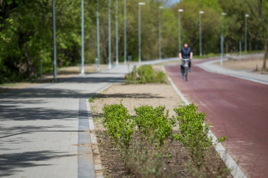 Vilnius sodina daugiau kaip 5 tūkst. naujų medžių