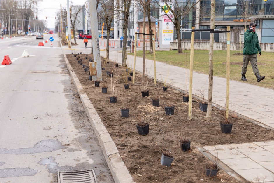 Leista sodinti medžius ir krūmus arčiau po žeme esančių elektros kabelių linijų