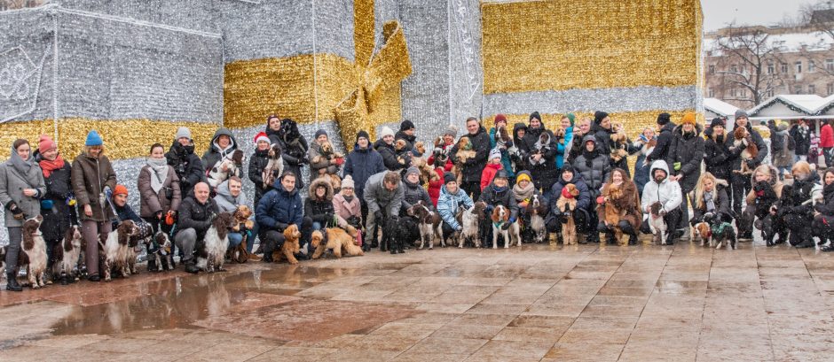 Prie Kalėdų eglių – spanielių ir jų šeimininkų linksmybės