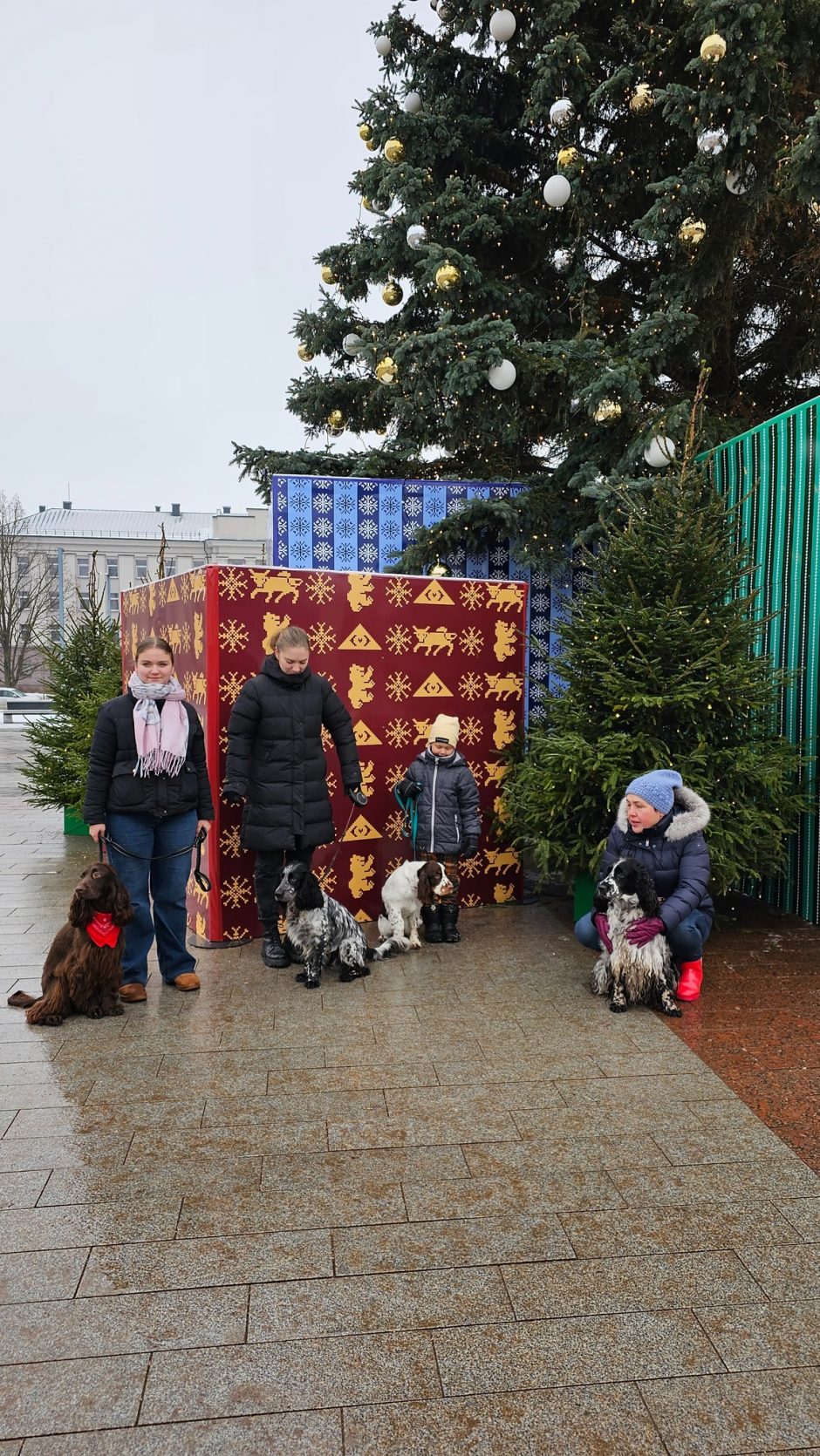 Prie Kalėdų eglių – spanielių ir jų šeimininkų linksmybės