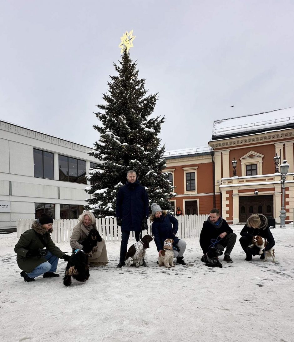 Prie Kalėdų eglių – spanielių ir jų šeimininkų linksmybės