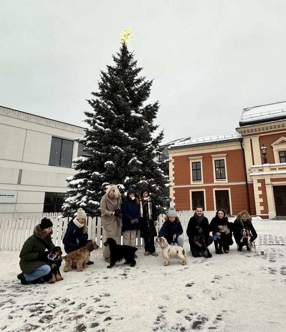 Prie Kalėdų eglių – spanielių ir jų šeimininkų linksmybės