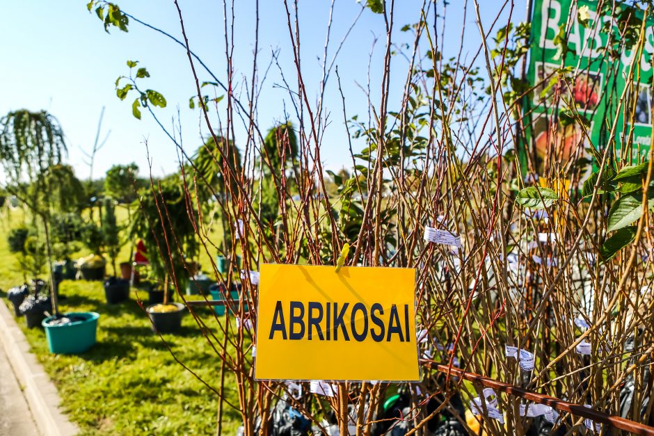 Prasidėjo paroda, kuria tikimasi sumušti pernykštį rekordą