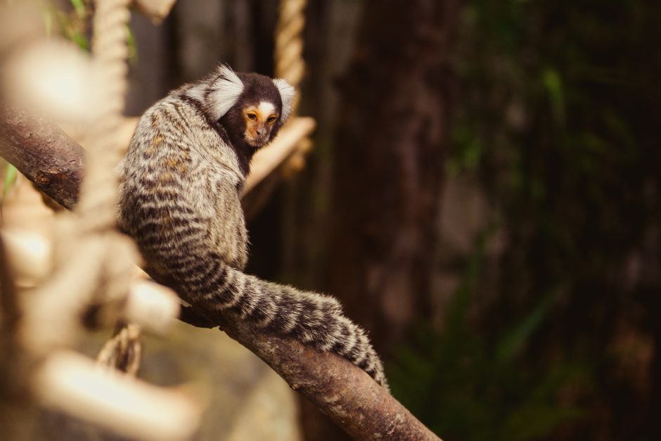 Vilniuje zoologijos sodo atidarymą pasitiko piketas