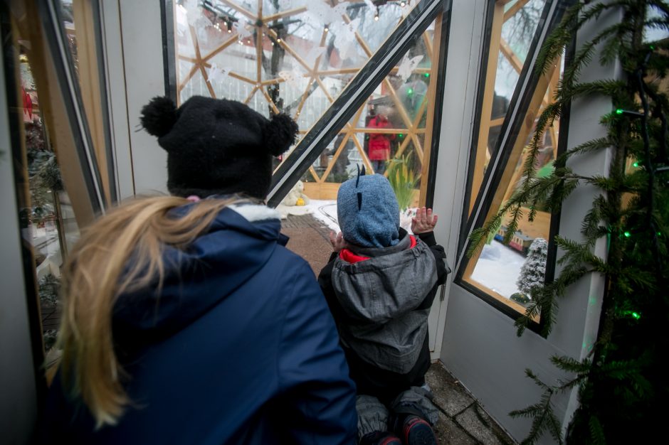 Sekmadienio dieną kauniečiai apžiūrinėja Kalėdų eglę