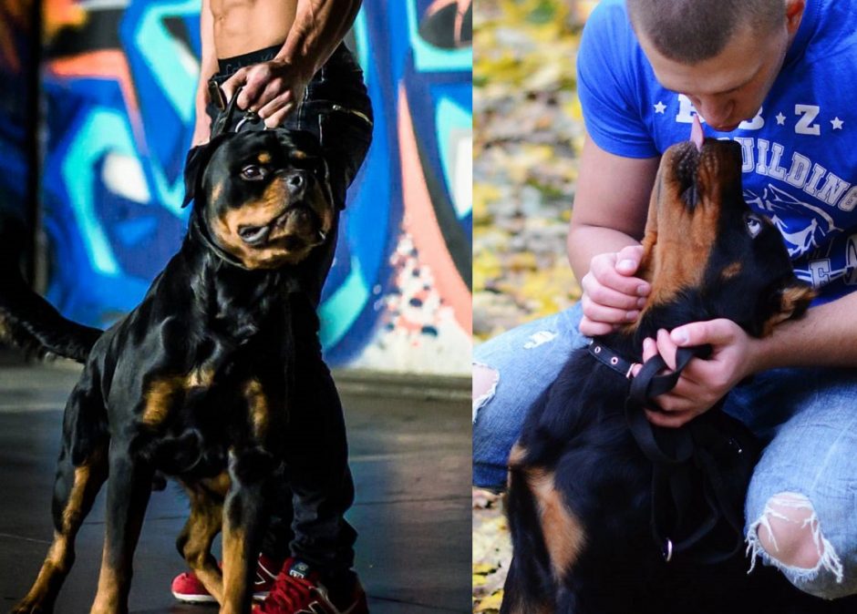 Šunį čempioną palaužė nuodai: po pasivaikščiojimo parke neišgyveno nė paros