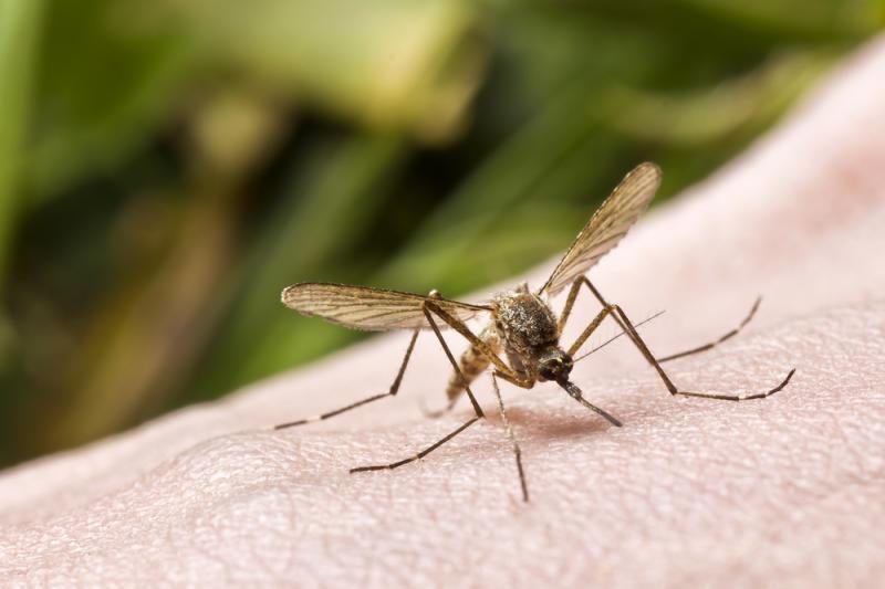 Užregistruotas trečias vietinės Zikos virusinės infekcijos atvejis Europoje