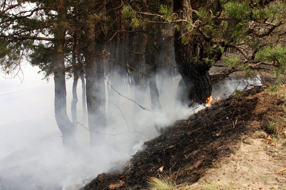 Numesta nuorūka vis dar sukelia trečdalį miškų gaisrų