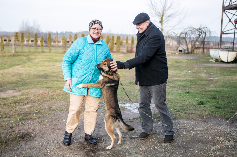 Deksteriai – mažasis stebuklas viename pakaunės ūkyje