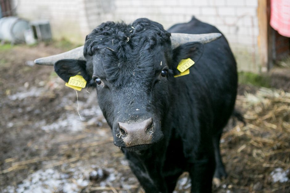 Deksteriai – mažasis stebuklas viename pakaunės ūkyje