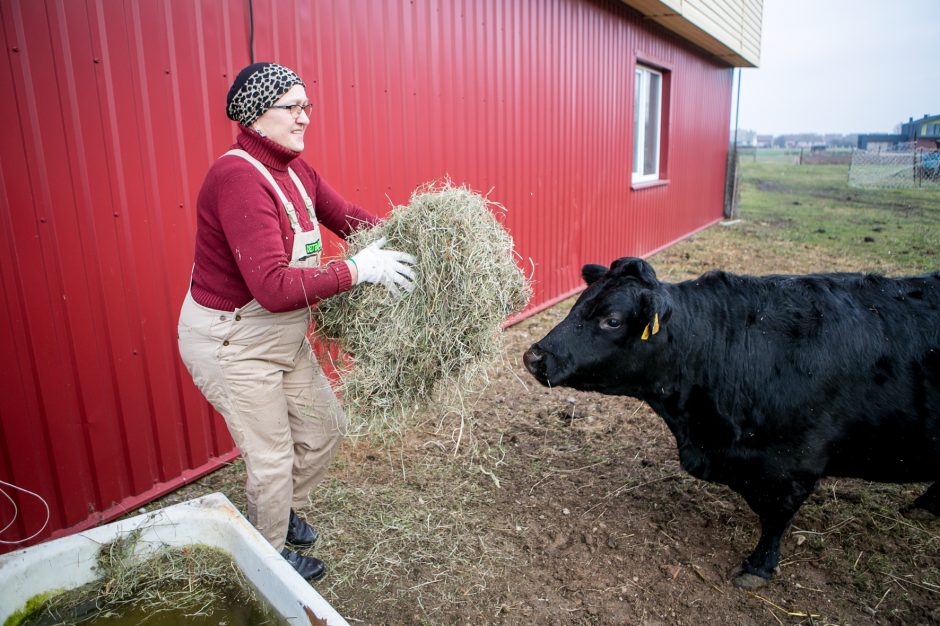 Deksteriai – mažasis stebuklas viename pakaunės ūkyje