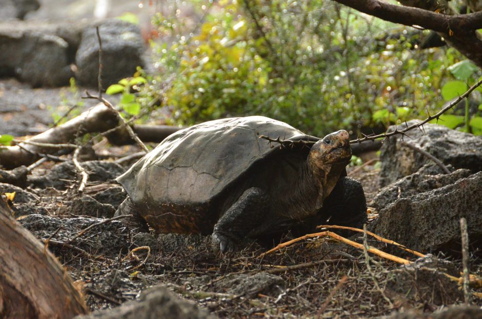 Rastas vėžlys, kuris daugiau kaip 100 metų buvo laikomas išnykusiu