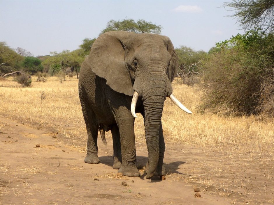 Kodėl Afrikos dramblių oda tokia raukšlėta?