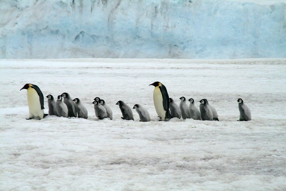 Kaip pingvinai ištisus mėnesius praleidžia ant Antarktidos ledo, bet nesušąla pėdų?