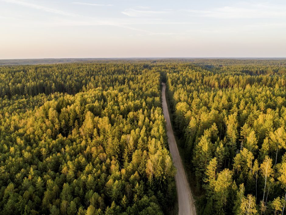 Iki Konstitucinio Teismo nurodyto laiko Seimas neperbalsuos dėl Miškų įstatymo