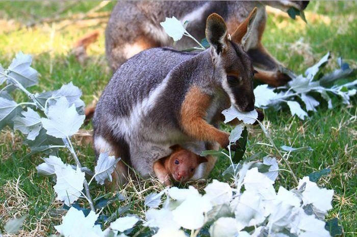 Našlaitį kengūriuką į sterblę priglaudė kita kengūra