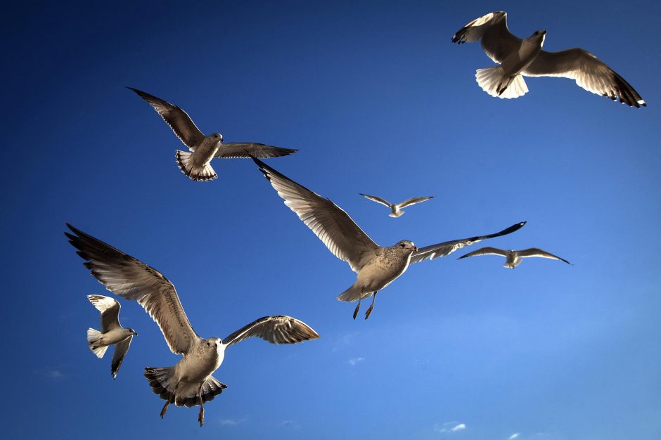 Jei paukščiai skrenda sunkvežimyje, ar sunkvežimis palengvėja?