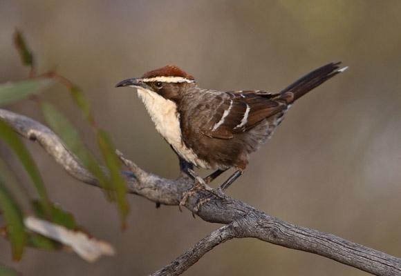 Mokslininkai: paukščiai plepiai vartoja primityvią kalbą