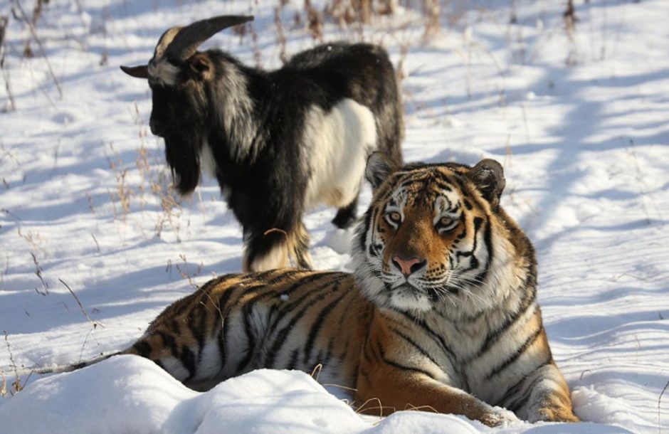 Rusijos zoologijos sode tigras susidraugavo su ožiu 