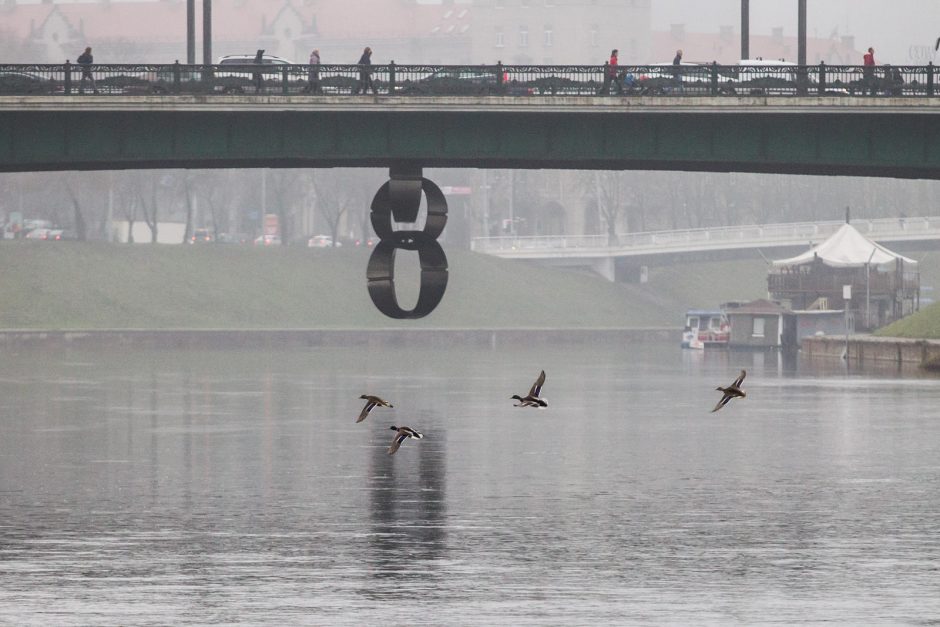 Gelbėtojai atnaujins Neryje skendusios moters paieškas (atnaujinta)