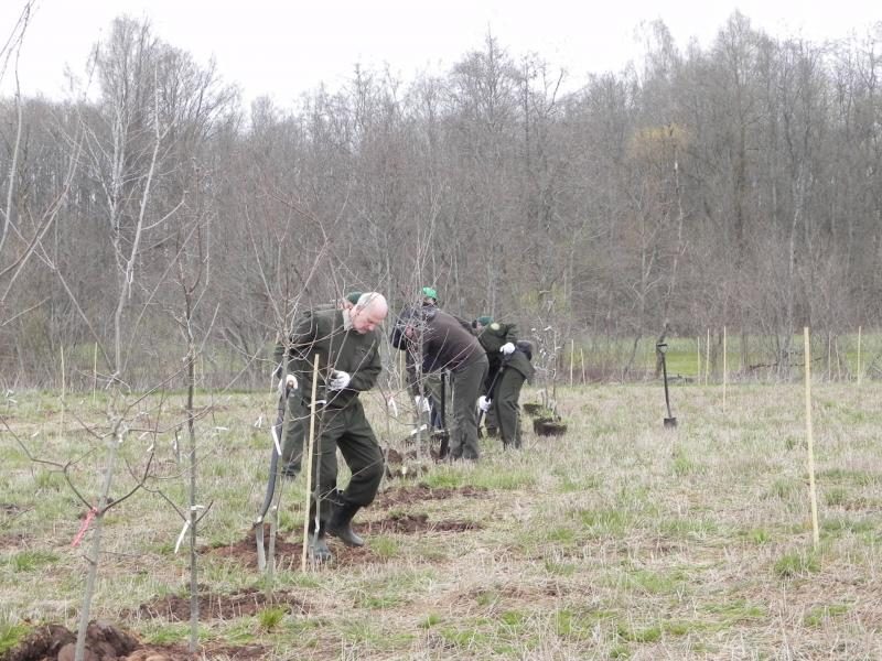 Senųjų ąžuolų gyvenimą pratęs palikuonys