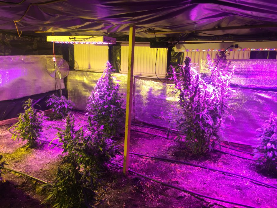 Kanapes augino namo rūsyje: rasta per 3 kg narkotikų