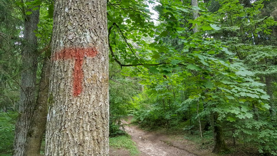 Mina ant sąžinės renginių organizatoriams: grafičio vandalai persikėlė į mišką