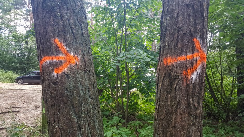 Mina ant sąžinės renginių organizatoriams: grafičio vandalai persikėlė į mišką