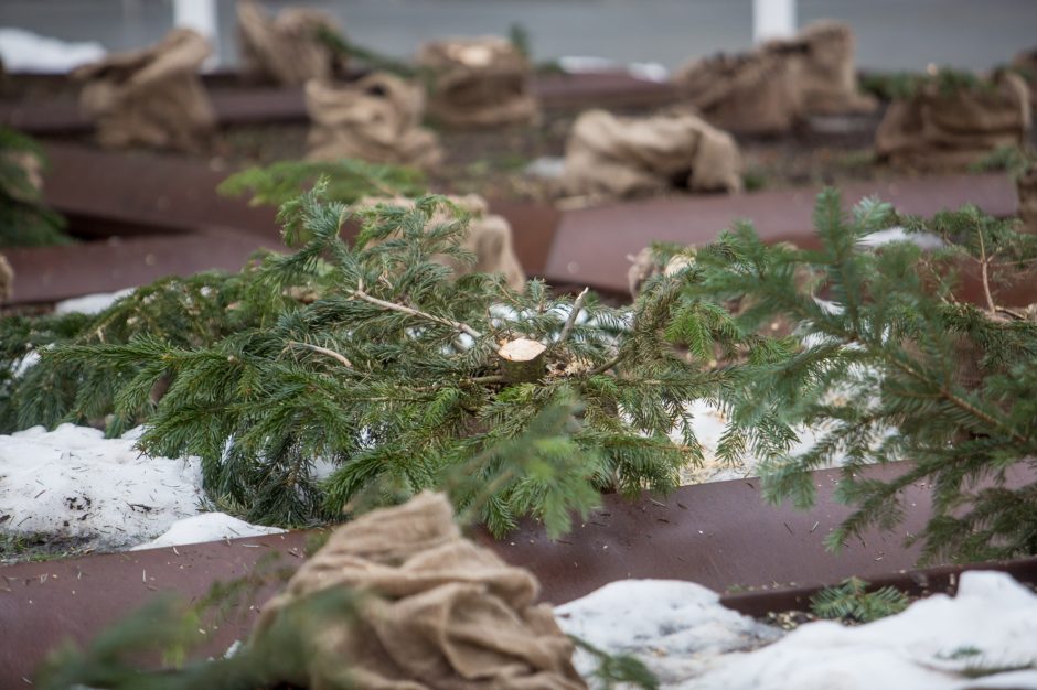 Nukapotos eglutės prie Kauno miesto savivaldybės