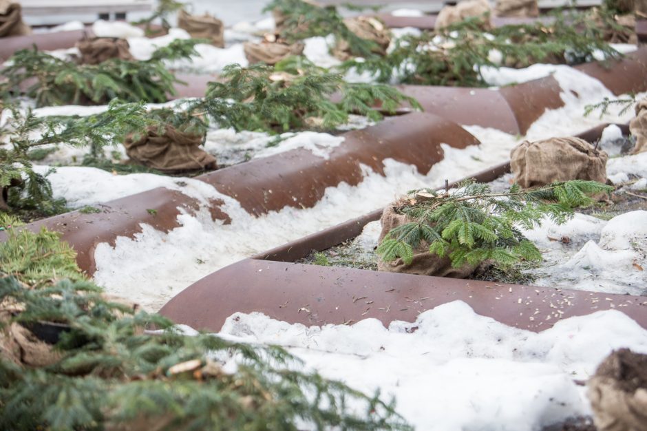 Nukapotos eglutės prie Kauno miesto savivaldybės