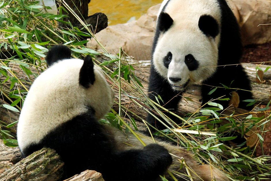 Rekordinio amžiaus didžioji panda atsivedė dvynukus 