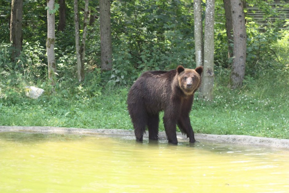 Negailestingas teismo kirtis N. Zobovui: atimta meška ir tūkstantinė bauda