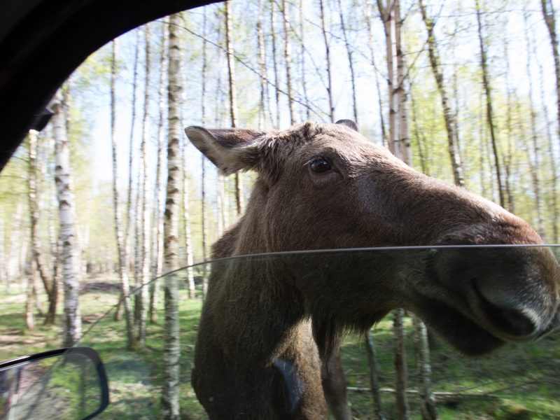 Avariją Ignalinos rajone sukėlė briedis, nukentėjo trys žmonės