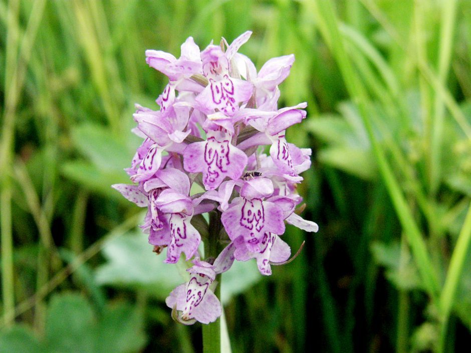 Neries regioniniame parke – talka retoms orchidėjoms gelbėti