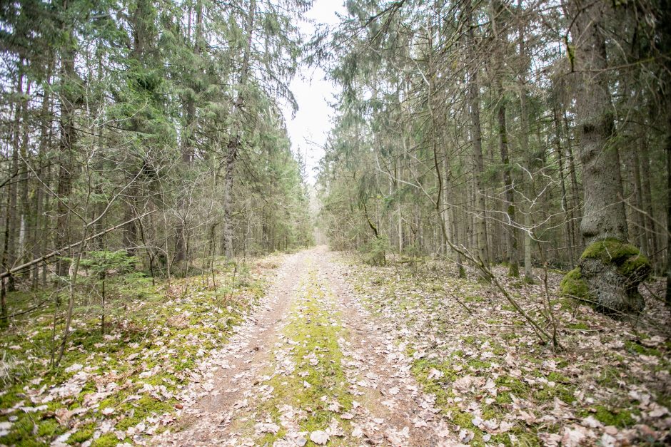 Pakarklės miškas – tikras lobynas: yra sakančių, kad čia Lietuvos Šveicarija