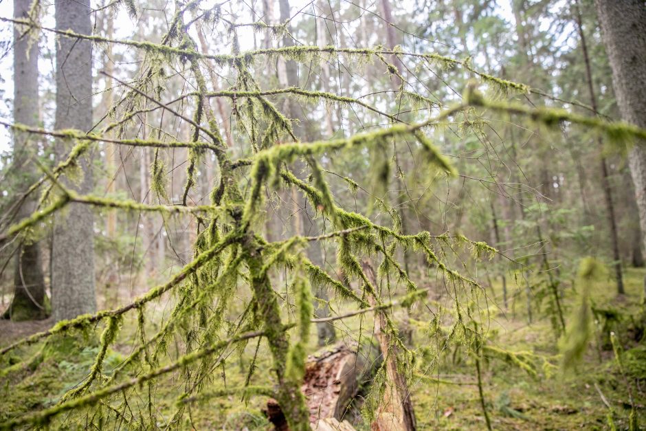 Pakarklės miškas – tikras lobynas: yra sakančių, kad čia Lietuvos Šveicarija