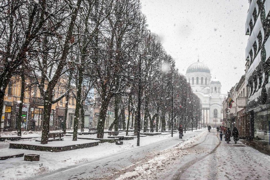 Rekonstruojant Laisvės alėją kilo pavojus šimtametėms liepoms