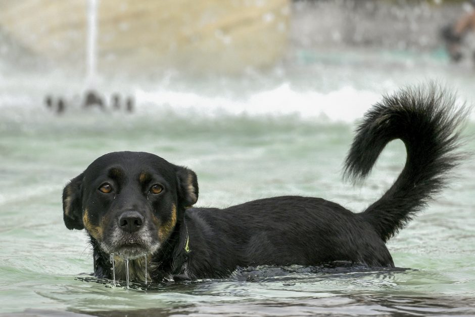 Temperatūra Portugalijos sostinėje viršijo 37 metų senumo rekordą