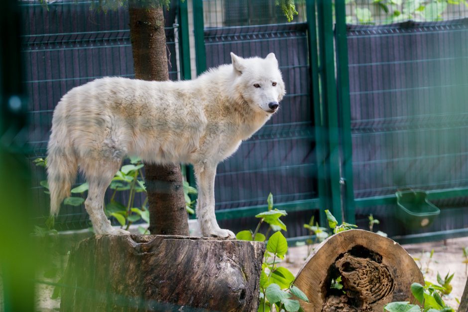 Gyvenimas per karščius Lietuvos zoologijos sode: kam sunkiausia?