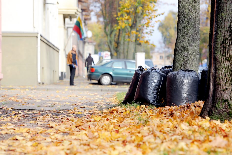 Kur klaipėdiečiams dėti sugrėbtus lapus?