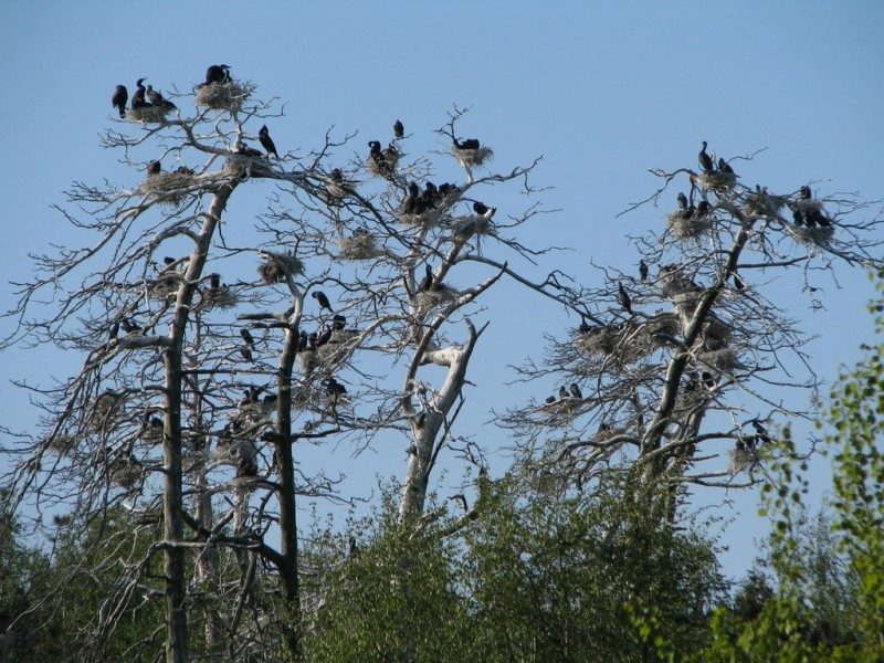 Kas vertingiau – miškas ar kormoranų kolonija?