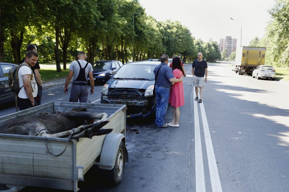 Briedis Klaipėdoje sukėlė avariją