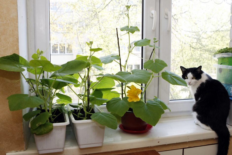 Klaipėdiečiai vengia rinkliavos už gyvūnus